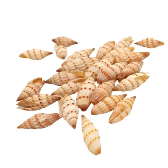 Rare Vintage Mitre Specimen Snail Shell Vexillum sanguisuga - 25pcs 1/2" to 1" L - Picture 3 of 3